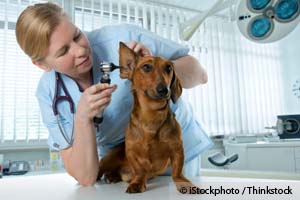 Ear Infection: The Number 1 Reason Dogs Visited the Vet in 2011