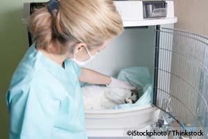 Feline IBD: The Most Common Cause of Vomiting and Diarrhea in Cats