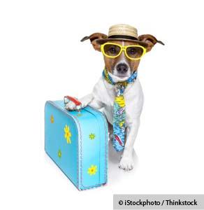 An Alternative to Boarding: Vacation Homes for Dogs