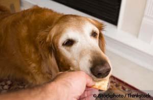 Do You Know What Food is Best for Your Senior Pet?