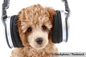 Species-Appropriate Music for Your Pet