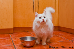 More Evidence Real Meat is the Right Food for Your Cat