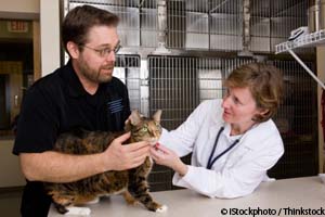 Help for Cats That Freak Out at the Vet's Office
