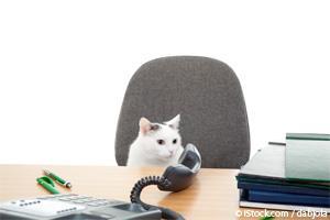 cat your boss