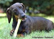 Give That Dog (or Cat) a Bone!