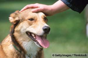 Using the Emotional Freedom Technique (EFT) to Heal Pets