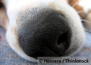 Dog Nose