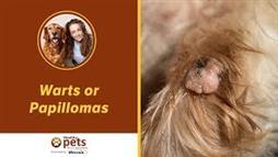 The Secret to a Wart-Free Dog