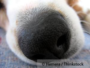 Dog Nose