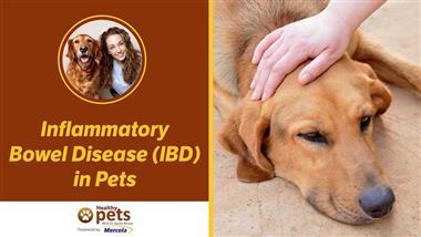 The Wrong Way to Treat GI Inflammation