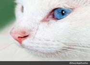 10 Truths About Cats