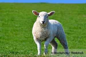Lamo the Sheep