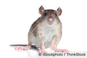 Pouched Rat