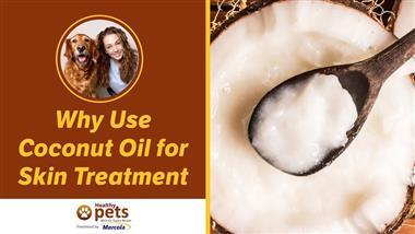 Coconut Oil for Dog's Skin and Health