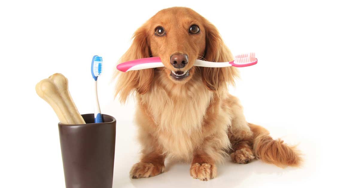 dog food that cleans teeth