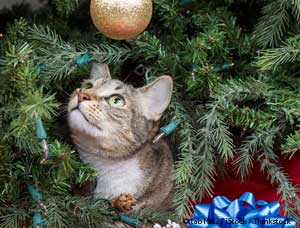 10 Holiday Pet Hazards