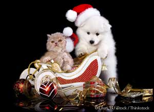 Gift Ideas for Pets