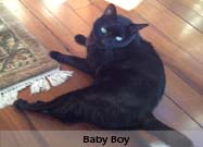 Baby Boy
