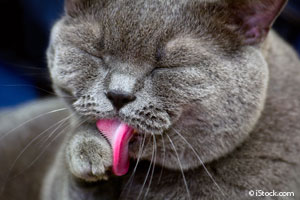 A Dozen Uncommon Facts About Cats