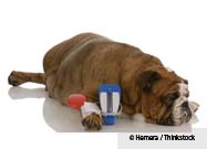 Dog with Diabetes