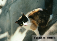 Pet Cat