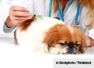 Dose of Ivermectin