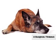Aging Pet