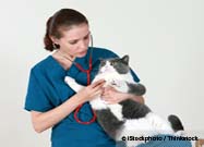 Pet Care