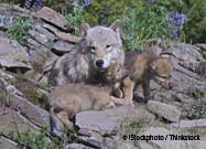 Wolves