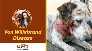 Von Willebrand Disease: The Disorder That Can Turn Everyday Fun Into a Life-Threatening Event