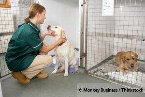 Dog Rehabilitation