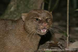 The Endangered Jaguarundi May Be Headed Back To Texas