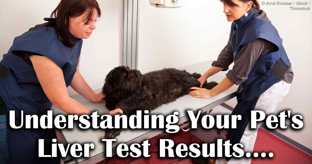 Should You Worry When Your Pet's Liver Test Is Abnormal?