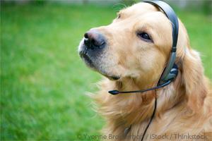 Dog Headset