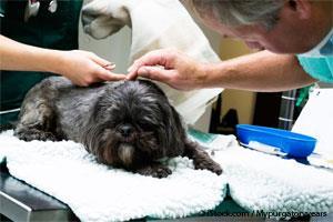 Dog Parvovirus Treatment