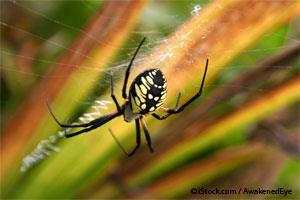 Orb-Weaving Spider
