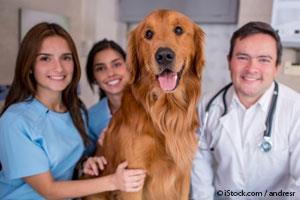 dog with veterinarians