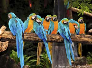 Parrot Orphanage