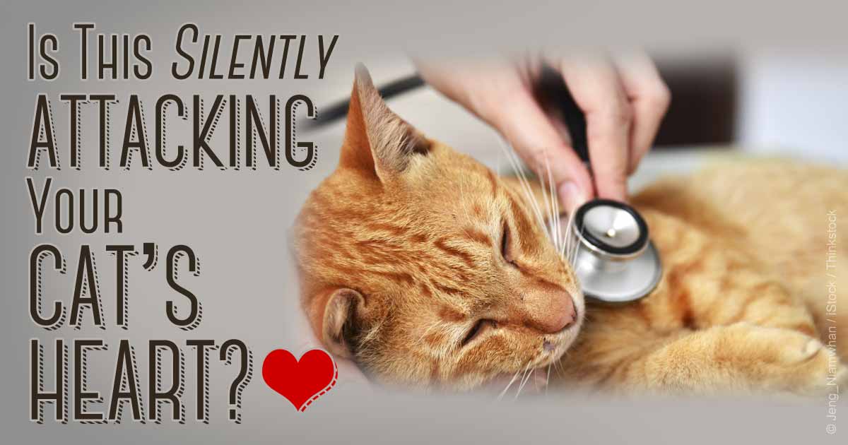 Heart Disease in Cats | Cat Cardiologist | CVCA