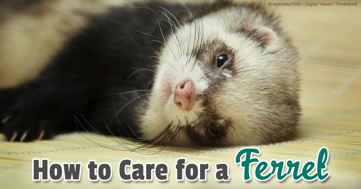 What You Should Know Before Getting A Pet Ferret