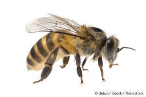 Honeybees Can Detect Bombs