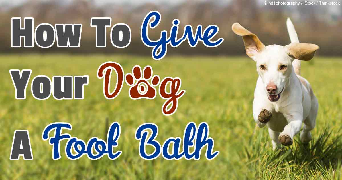 foot bath for dogs