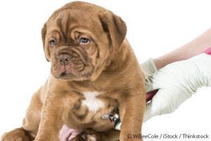 Sublingual Immunotherapy in Dogs