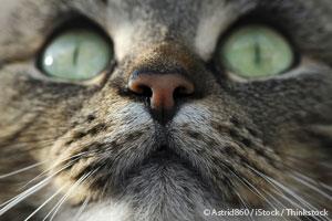 Sneezing and Nasal Discharge in Cats