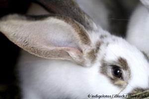 Vitamin D Deficiency Among Rabbits