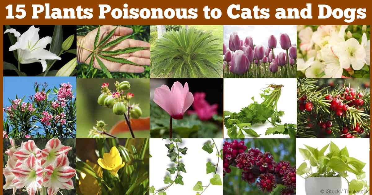 21 Surprising Plants That Could Kill