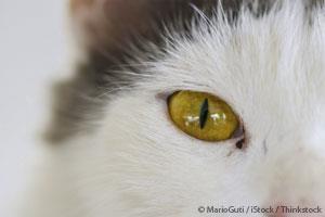 Eye Problem in Cats