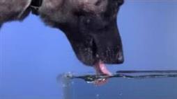 A Tiempo Record—El Perro Tomando Agua