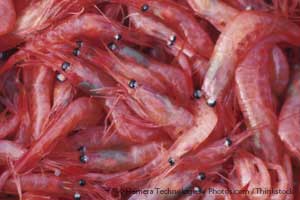 Benefícios do óleo de krill