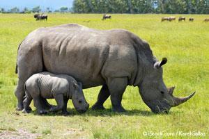Relocation of Rhinos